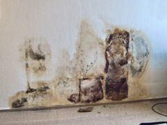 Schimmel an der Wand Schimmel an der Wand